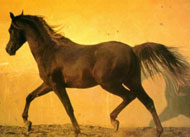 Ló-kép